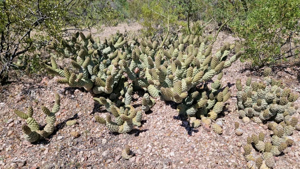 Tephrocactus Articulatus