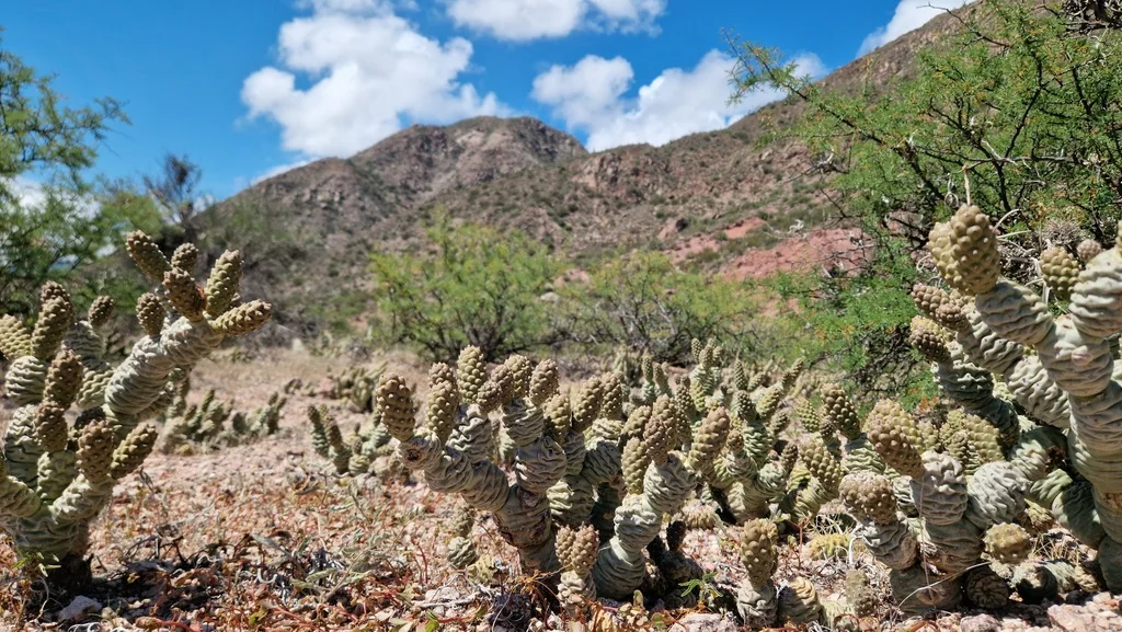 Tephrocactus Articulatus