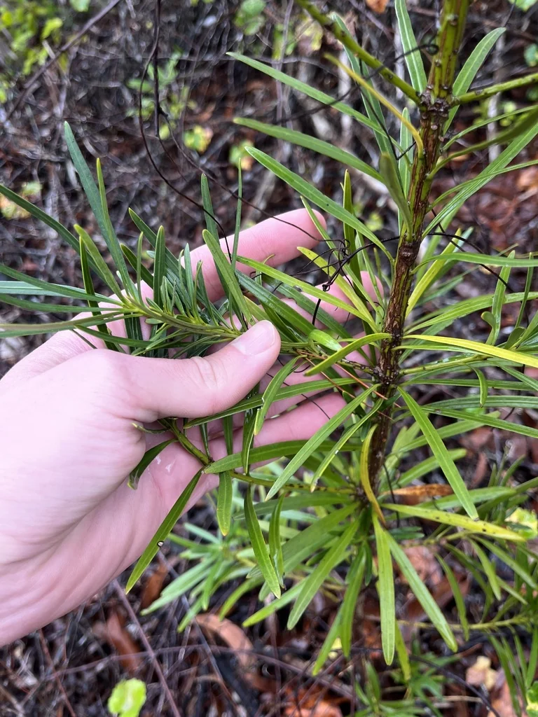 Podocarpus Macrophyllus