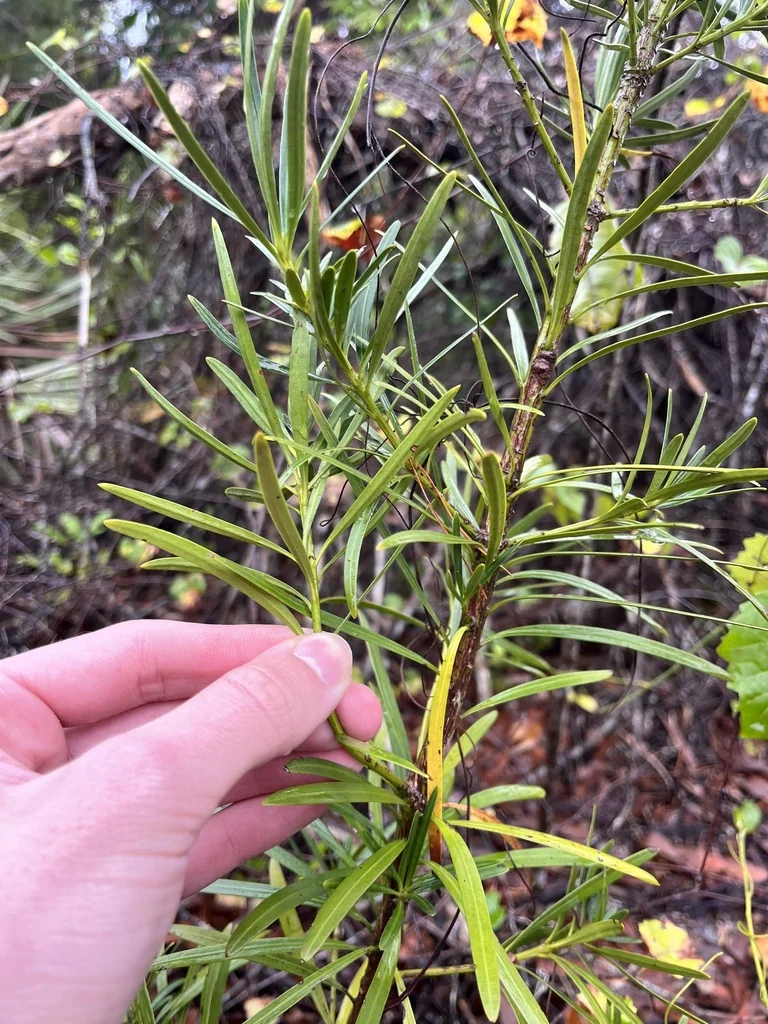 Podocarpus Macrophyllus