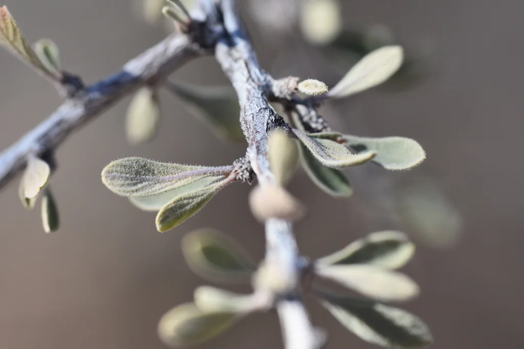 Condalia Globosa