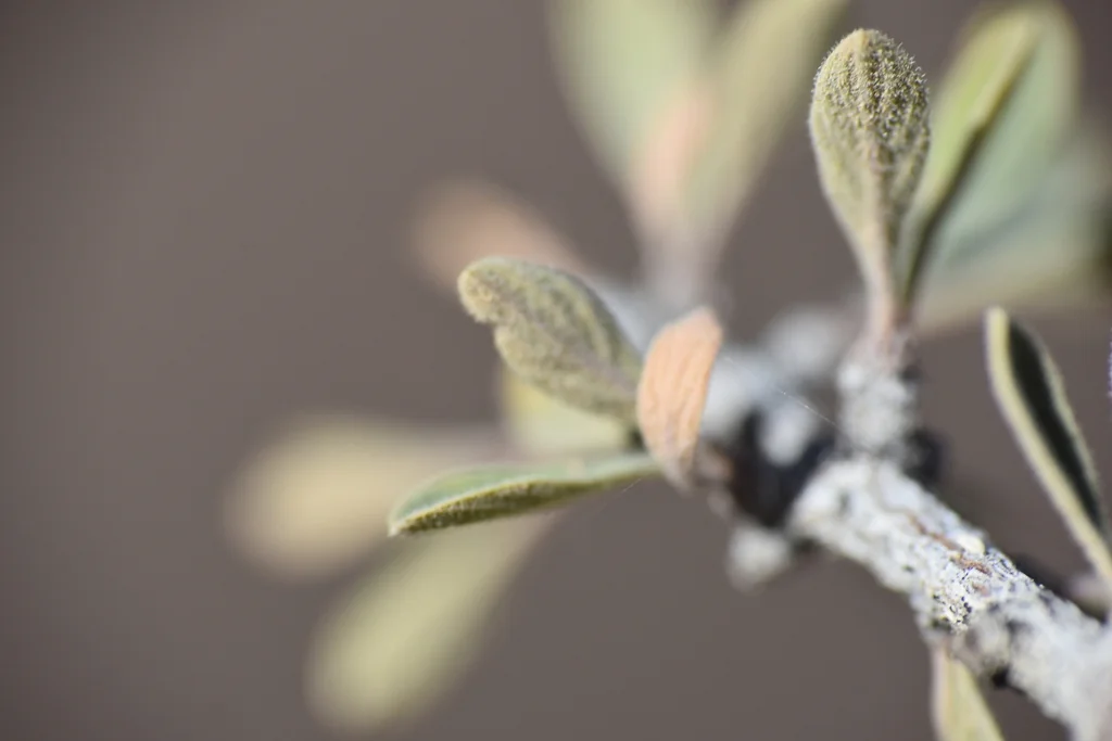 Condalia Globosa
