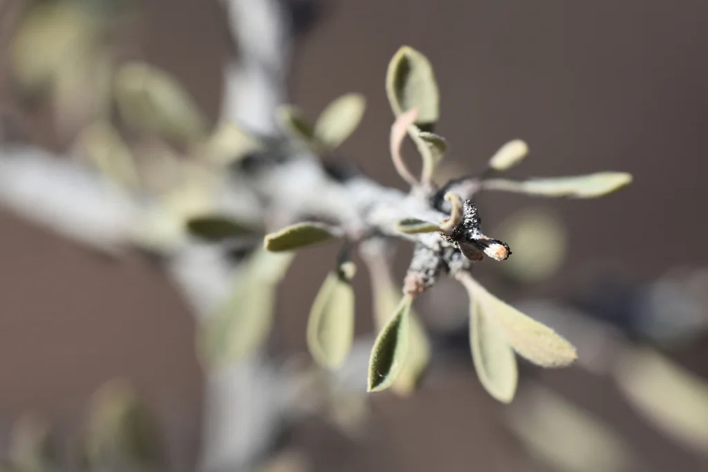 Condalia Globosa