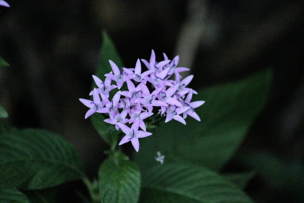 Pentas lanceolata