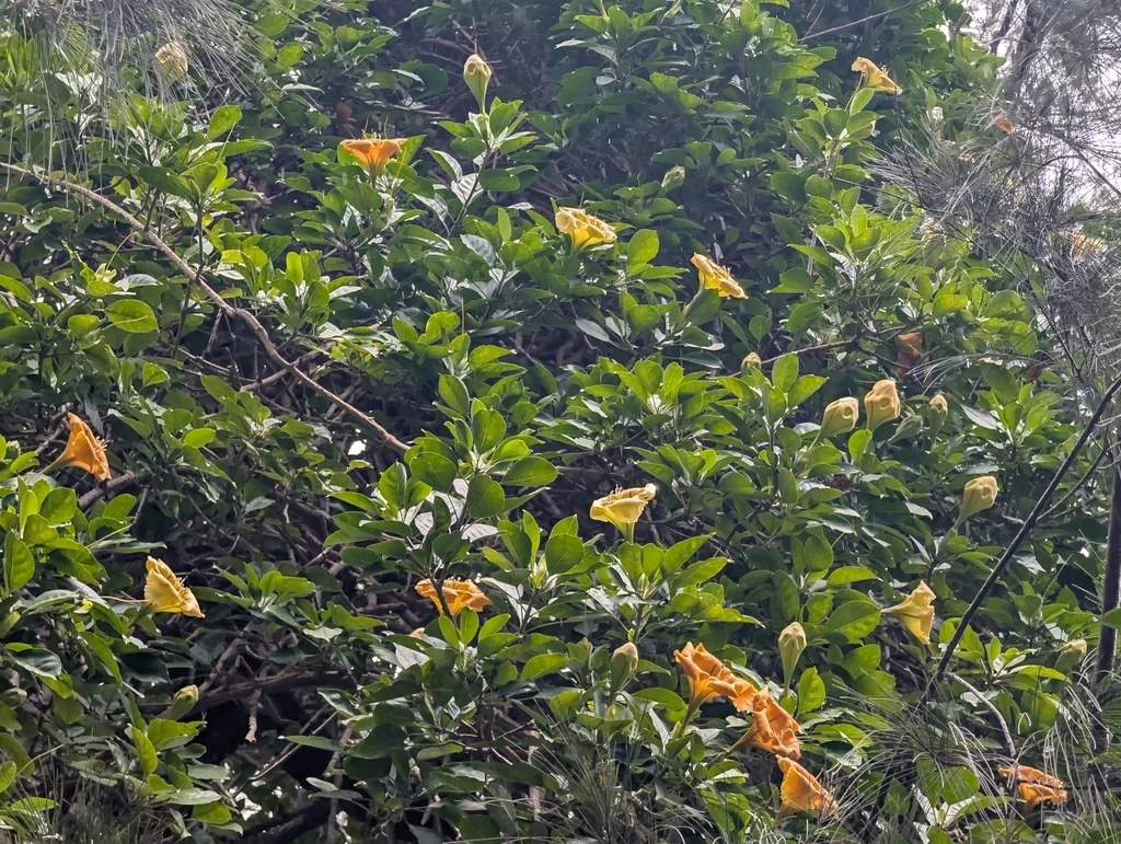 Solandra Maxima