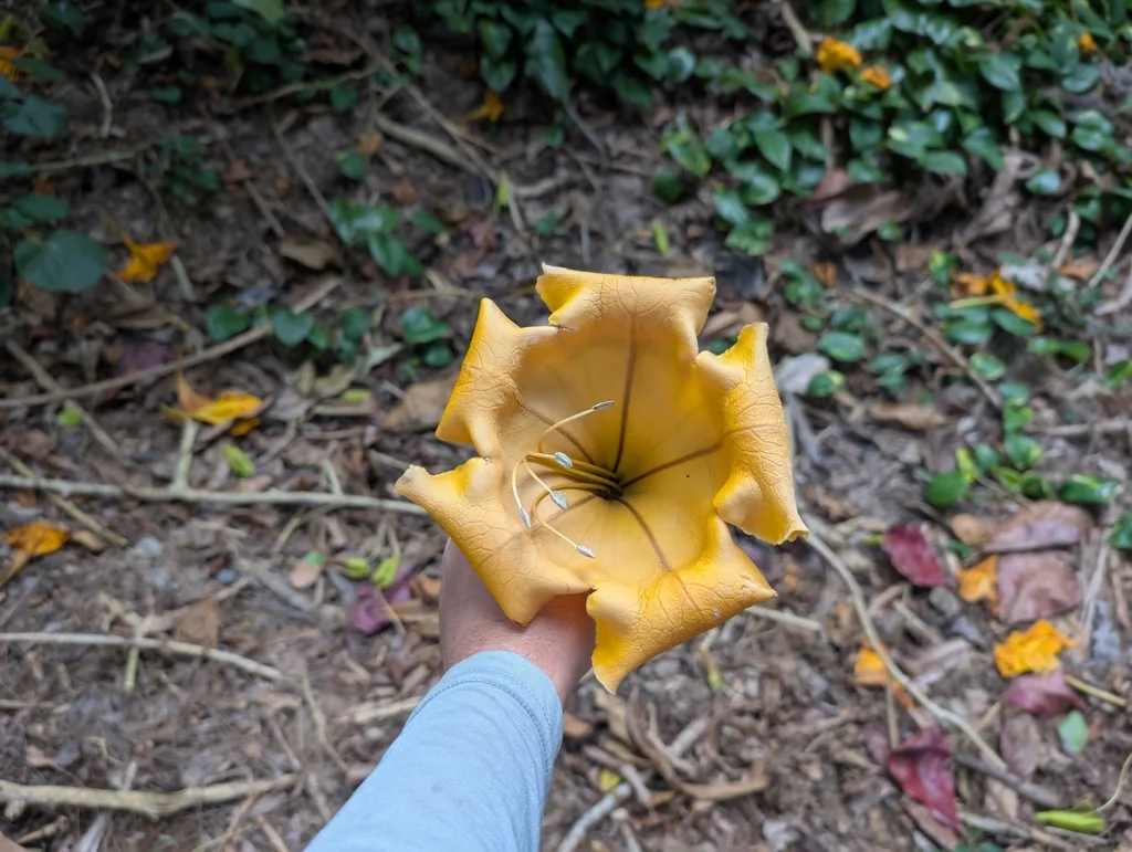 Solandra Maxima