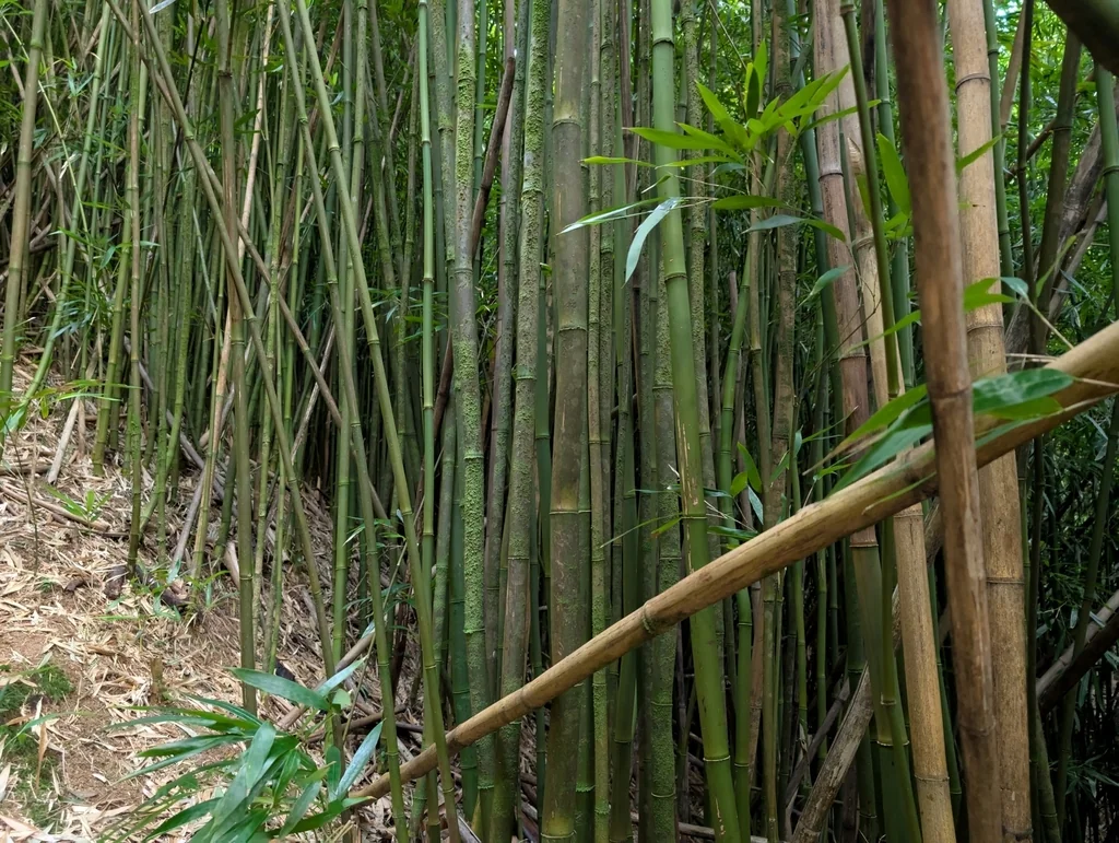 Phyllostachys Nigra
