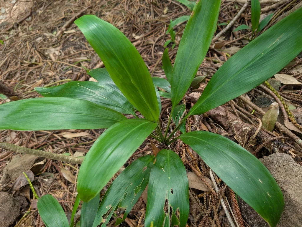 Cordyline fruticosa