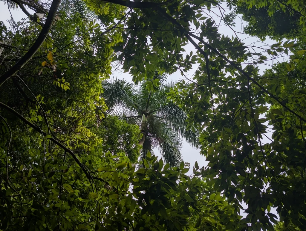 Roystonea Regia