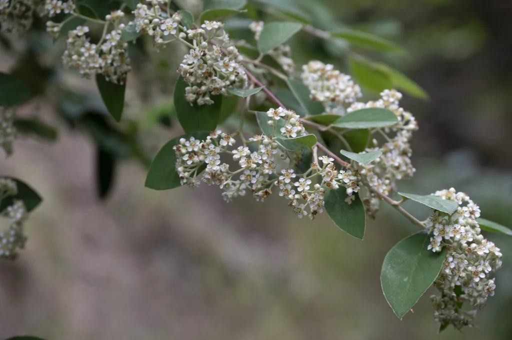 Cotoneaster Glaucophyllus
