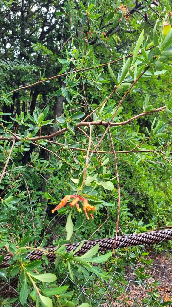 Embothrium Coccineum