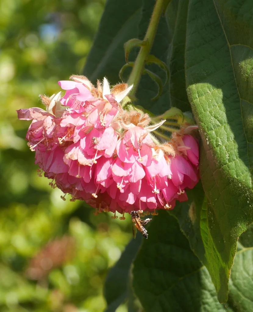 Dombeya Wallichii