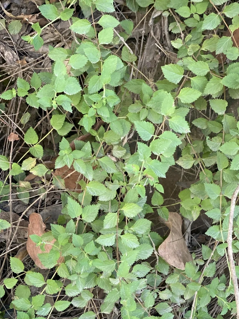 Lantana montevidensis
