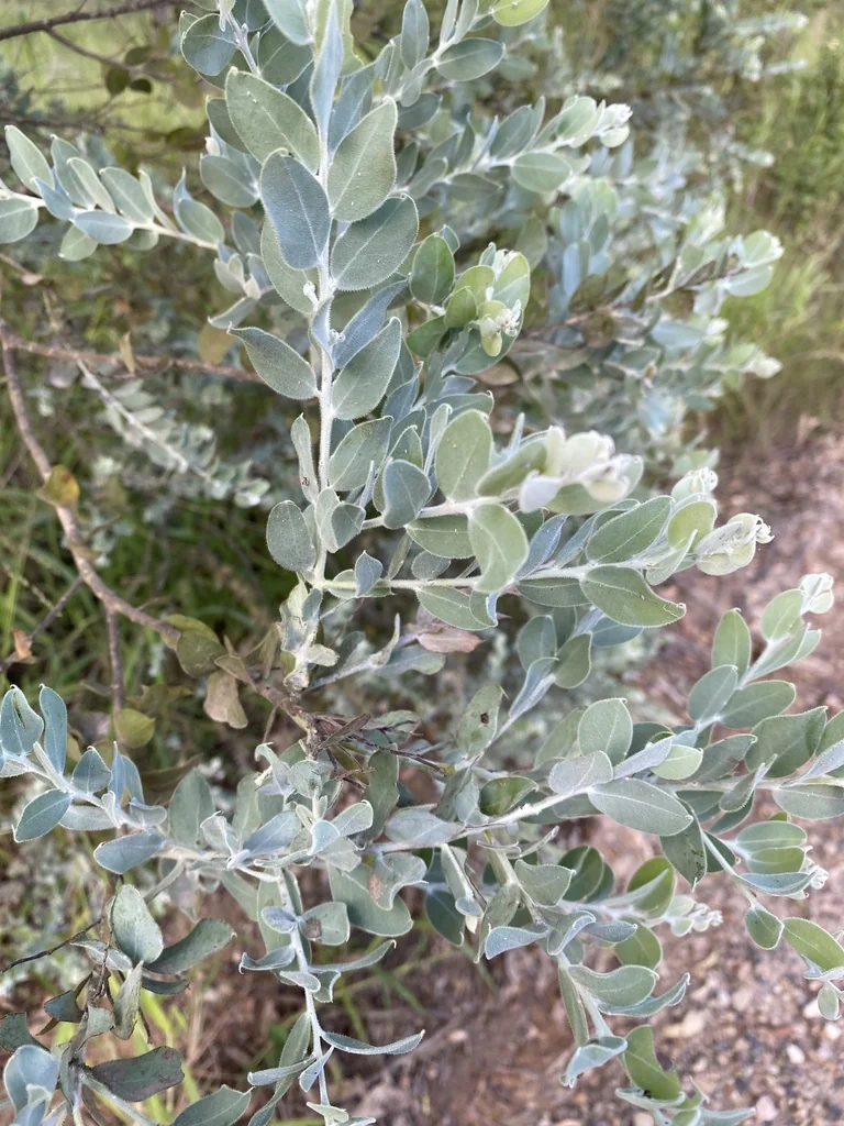 Acacia Podalyriifolia
