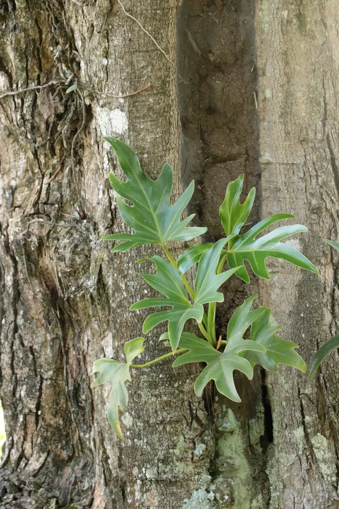Philodendron Bipinnatifidum