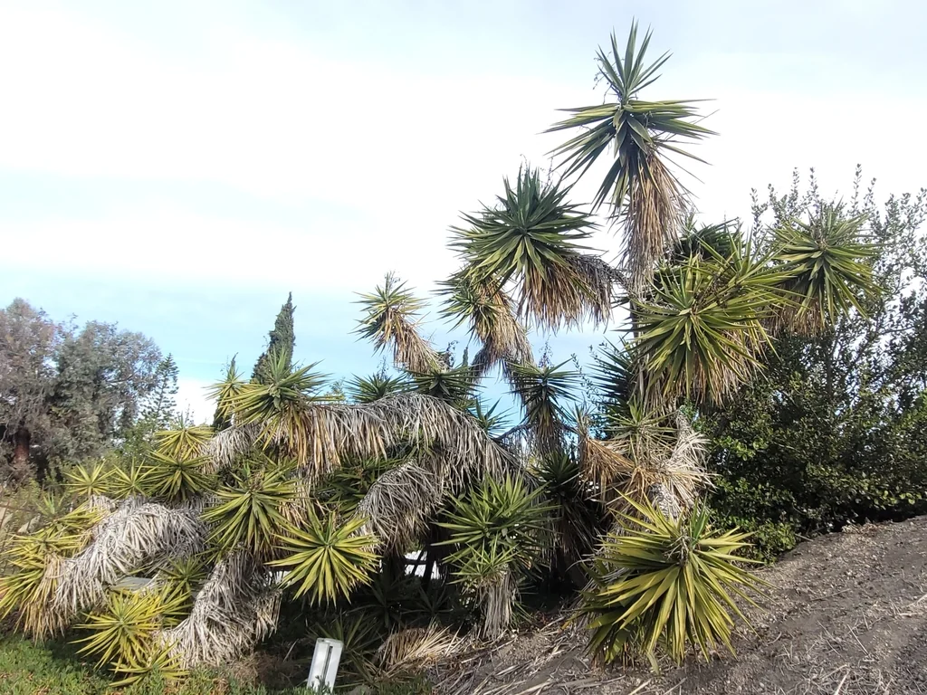 Yucca Elephantipes