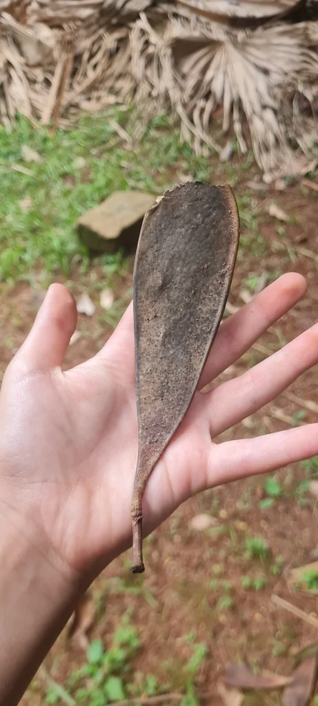 Schizolobium Parahyba