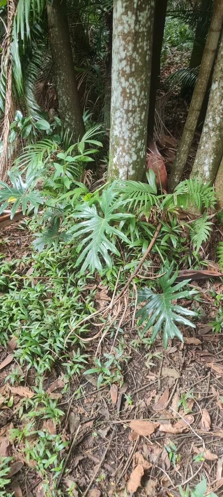 Philodendron Bipinnatifidum