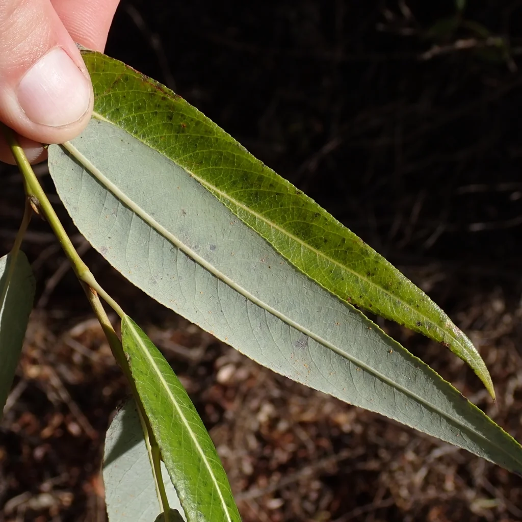 Salix Laevigata