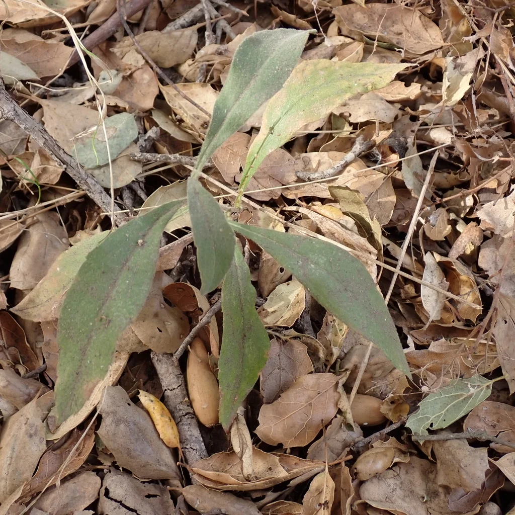 Solidago Californica