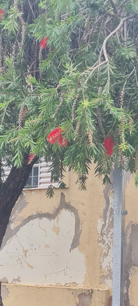 Callistemon Viminalis