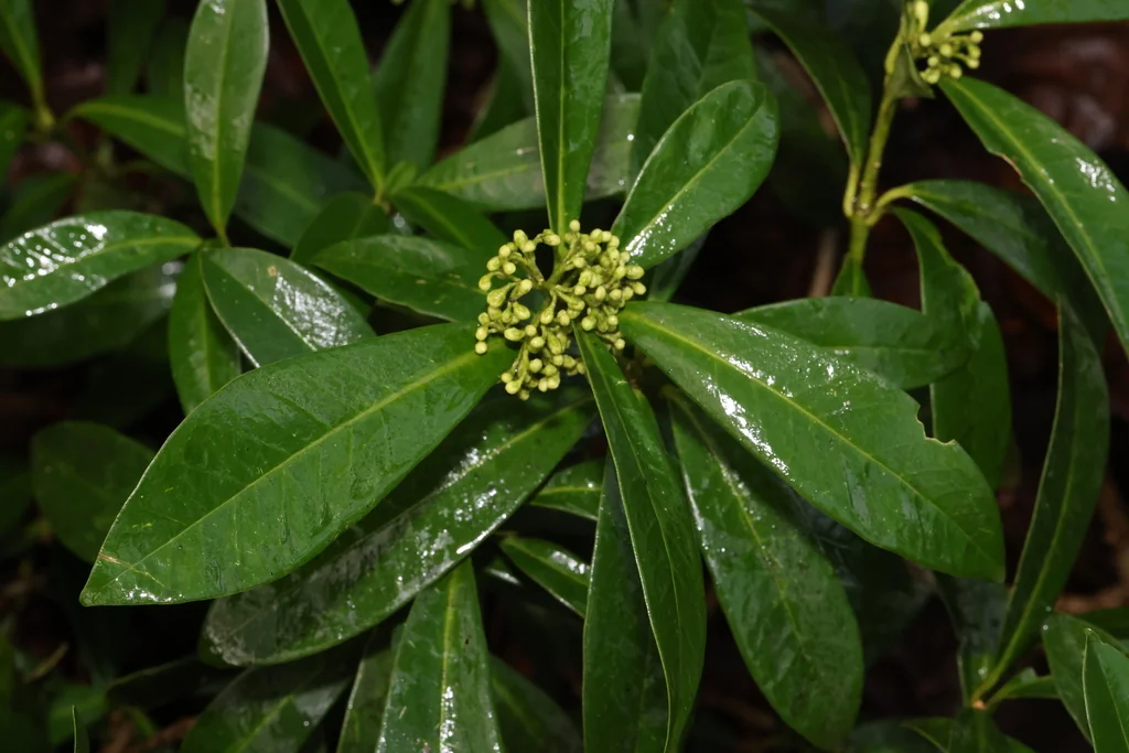 Skimmia Japonica