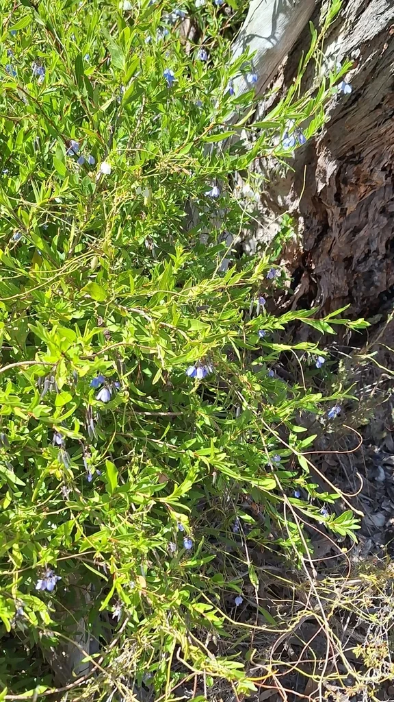 Sollya Heterophylla