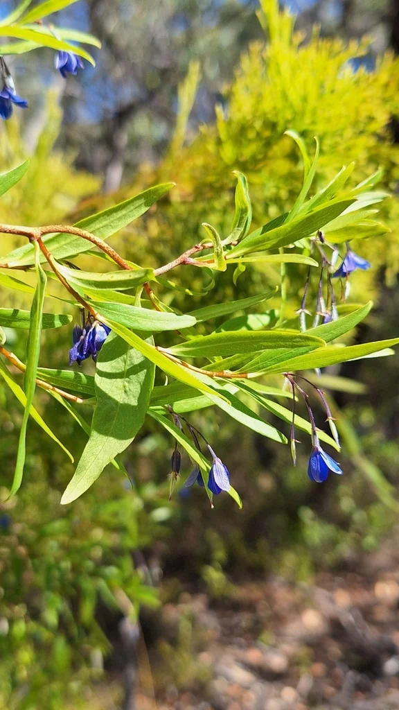 Sollya Heterophylla
