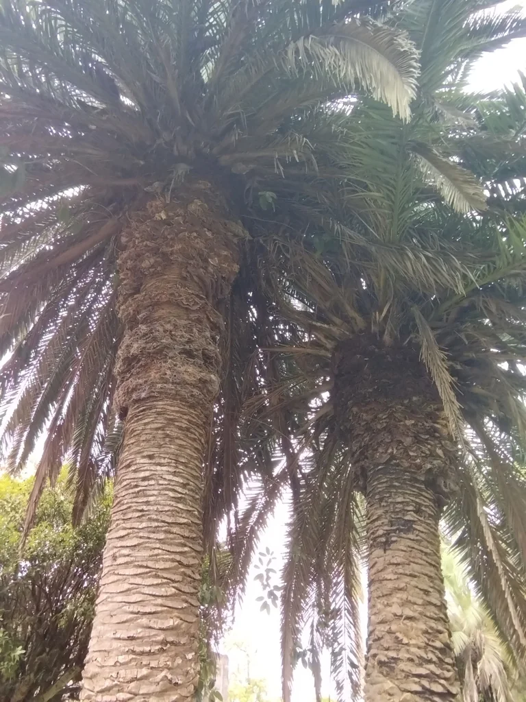 Phoenix Canariensis