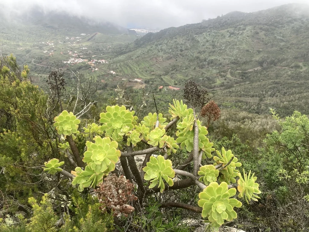 Aeonium Arboreum