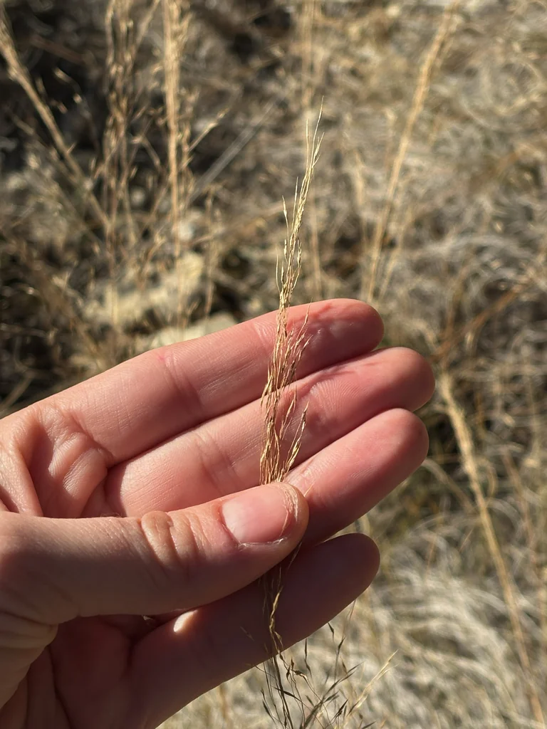 Muhlenbergia Reverchonii