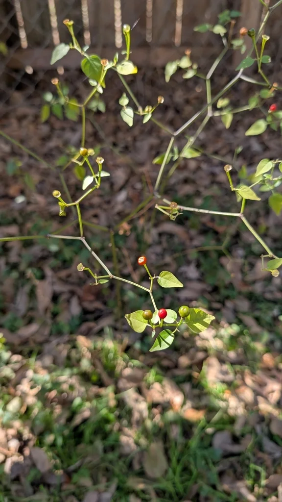Capsicum annuum