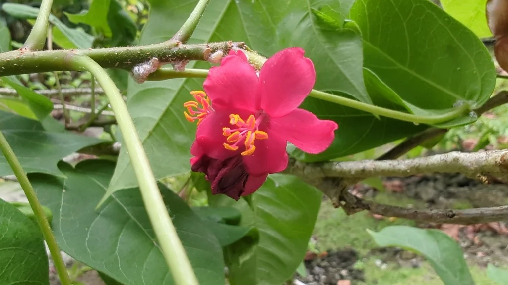 Jatropha Integerrima
