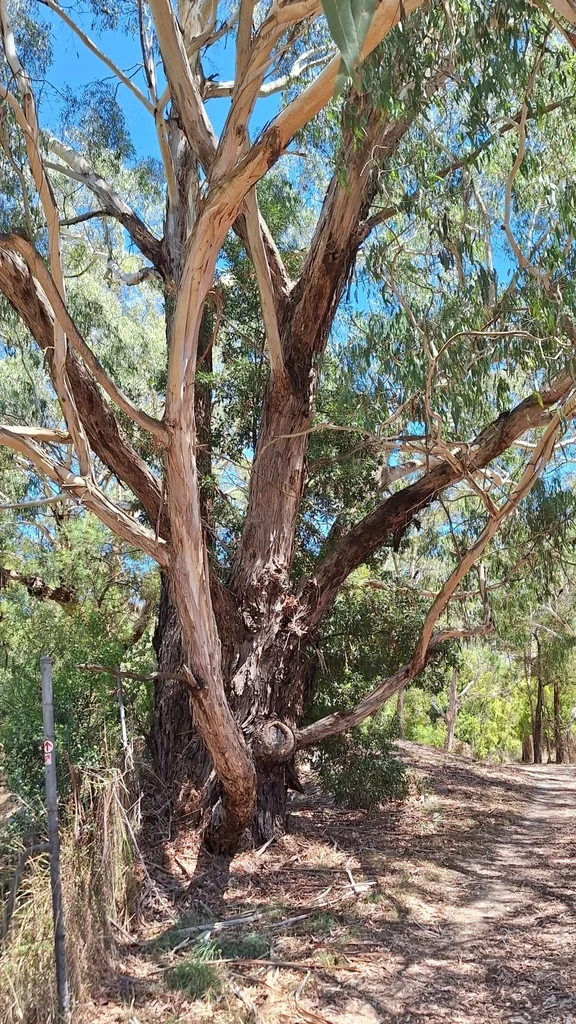 Eucalyptus Viminalis