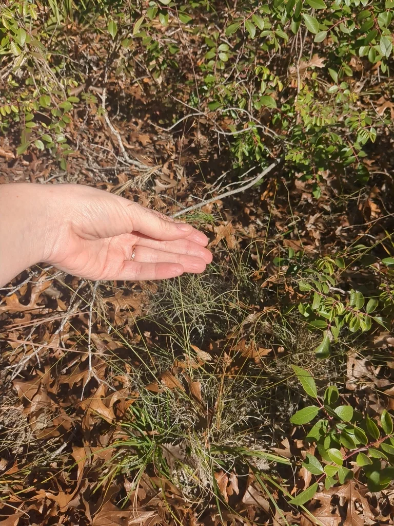 Muhlenbergia Reverchonii