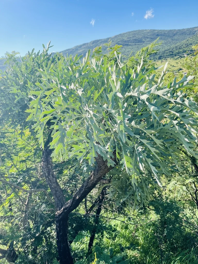 Cussonia Paniculata V. Sinuata