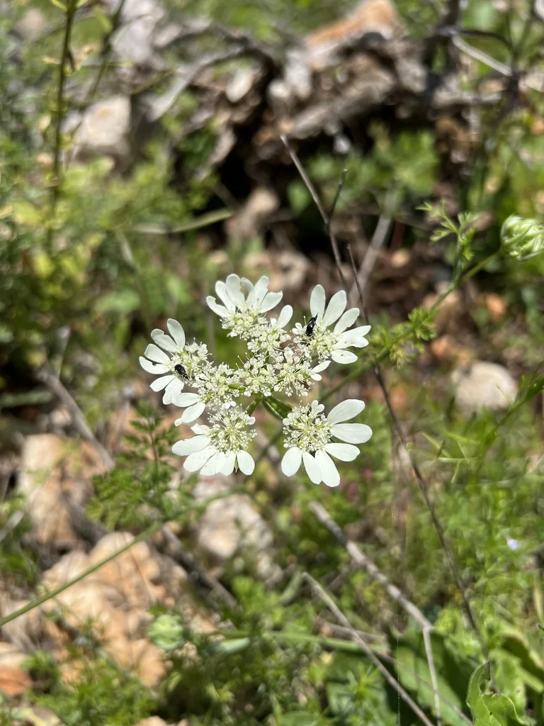 Orlaya Grandiflora