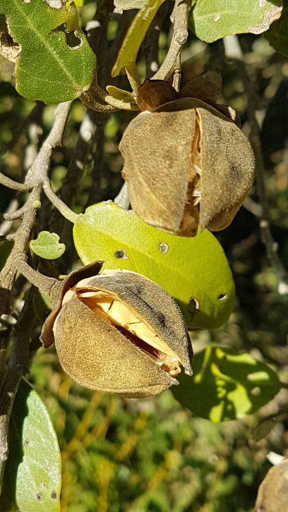 Lagunaria Patersonii