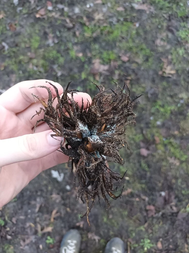 Corylus Colurna