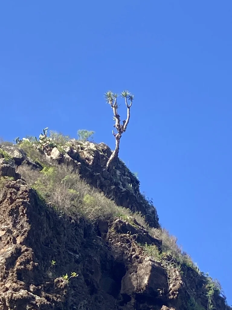 Dracaena Draco
