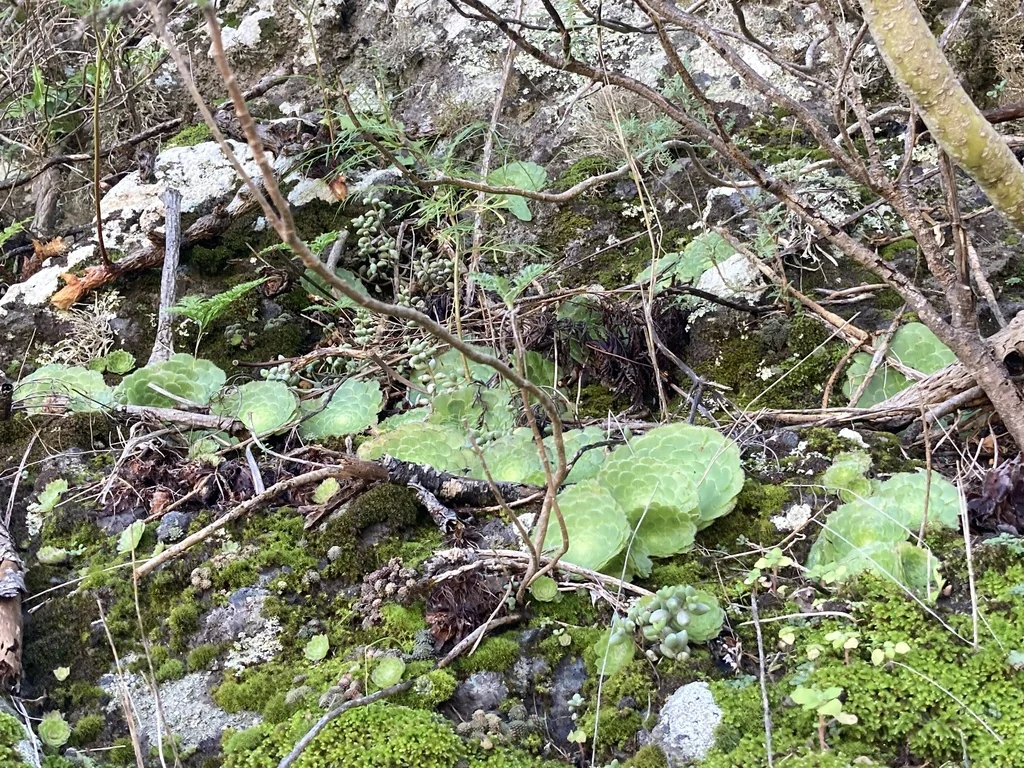 Aeonium Tabuliforme