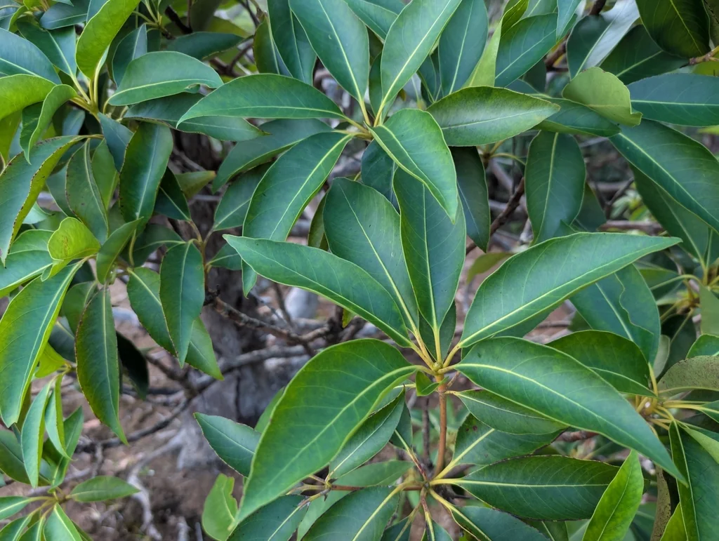 Lophostemon Confertus