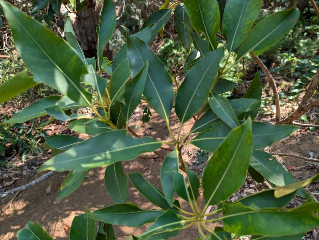 Lophostemon Confertus