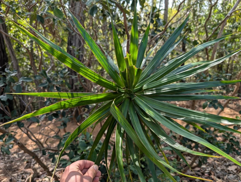 Dracaena Marginata