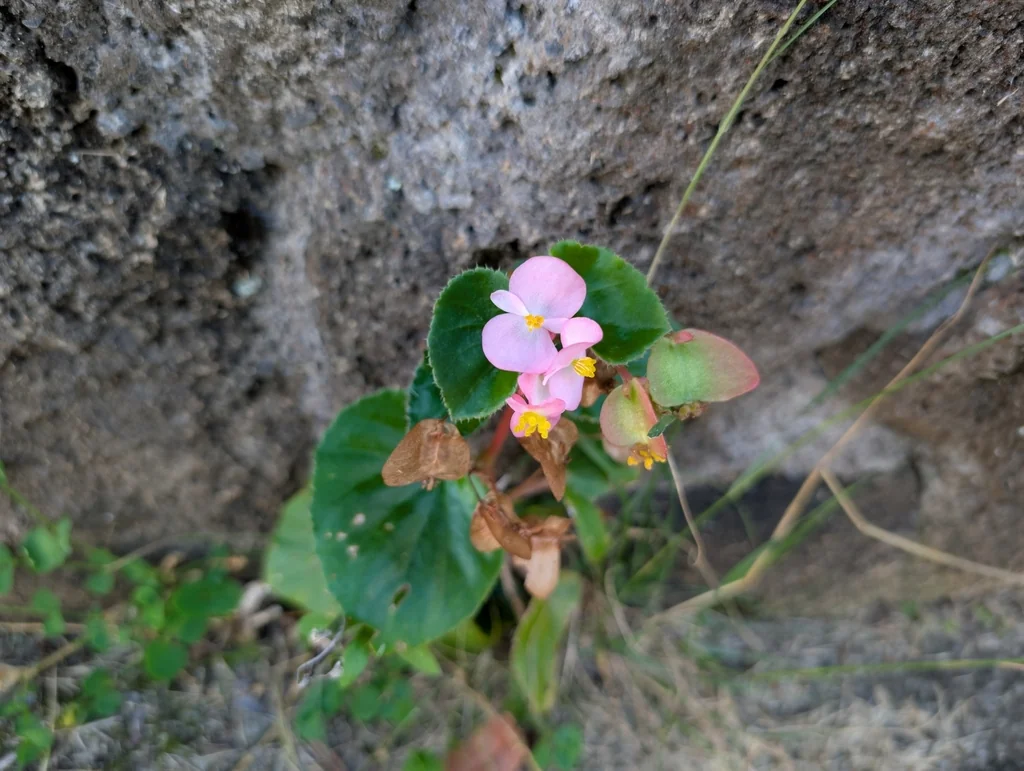 Begonia semperflorens