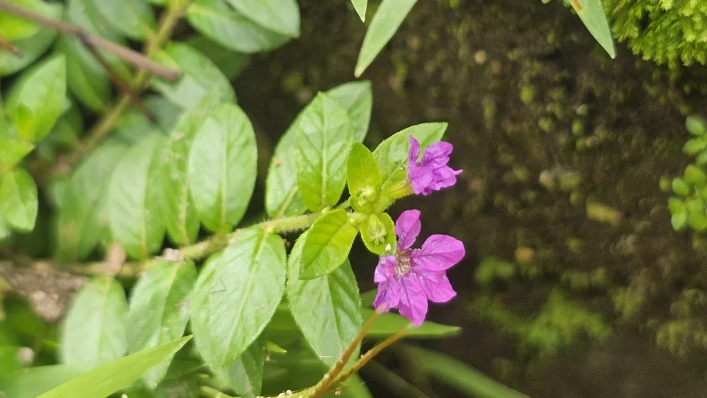 Cuphea Hyssopifolia