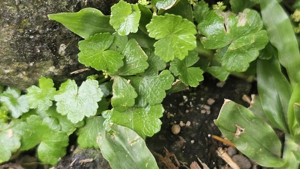 Hydrocotyle Sibthorpioides