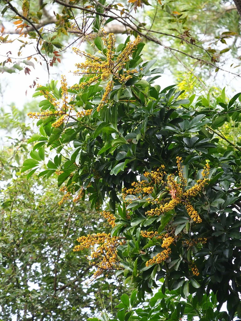 Schefflera Arboricola