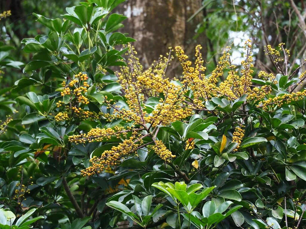 Schefflera Arboricola