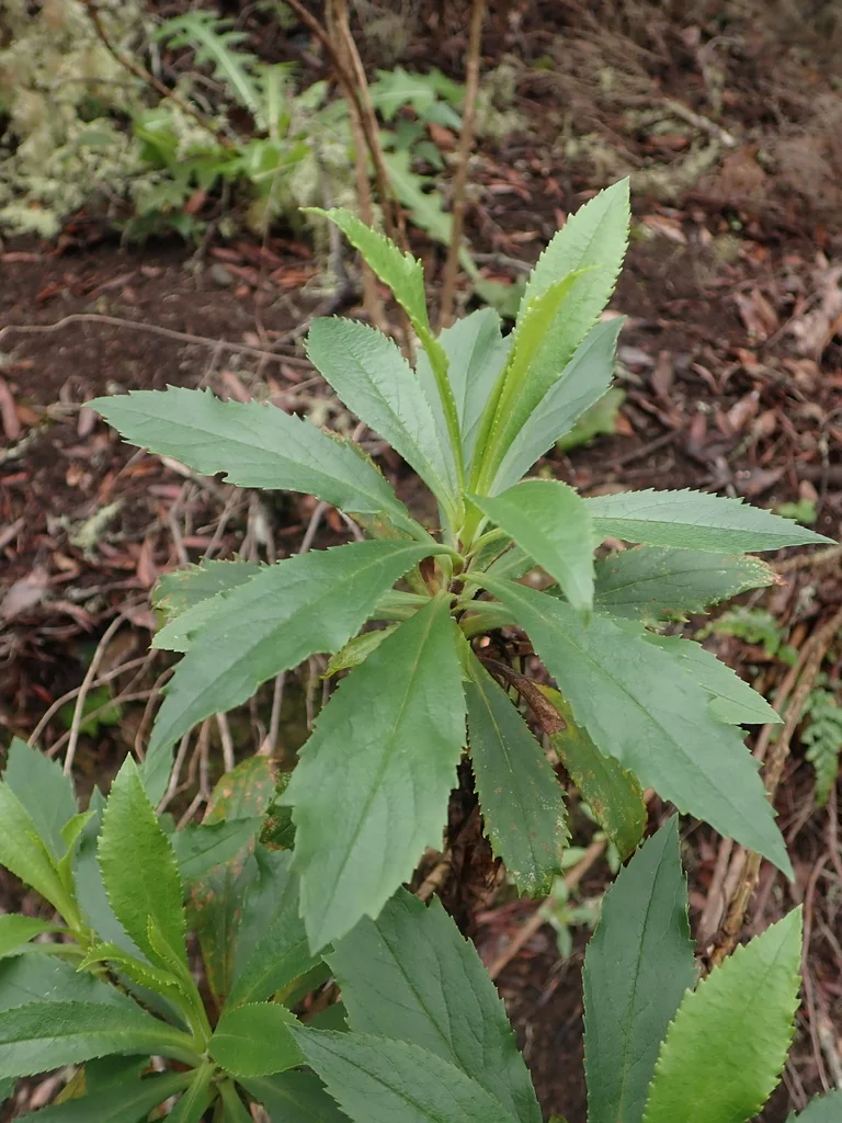 Isoplexis Canariensis